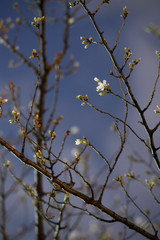 ライトアップされた夜の街角の花