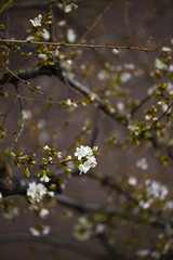 ライトアップされた夜の街角の花