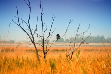 Obraz premium A crow sits on a dead tree in the middle of a field. Yellow wheat ears, beach lake in the background and blue sky. The bird looks into the eyes of the viewer.