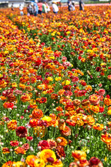 Blooming wildflowers are buttercups, red and yellow, on a kibbutz in southern Israel. Collect flowers.