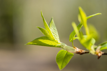 Young small willow leaves - Salix caprea, in spring, Finland