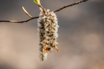 Twigs with fluffy catkins against blurry background in spring, Finland. Willow - Salix caprea.