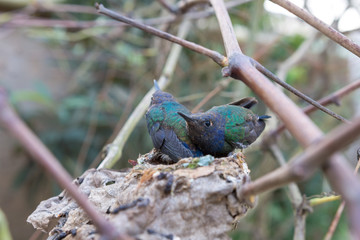 Two Hummingbirds in the nest