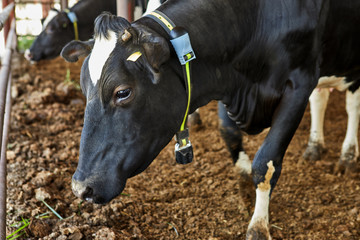 Cows farm, kibbutz. April 2019.