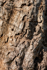 altes morsches Holz