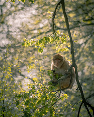 Monkey playing