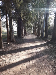 Un bosque encantado en un día soleado