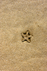 Starfish on the beach in the sand.