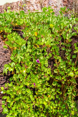 Lilac flowers of bindweed with green leaves in the sand. Goa. India.
