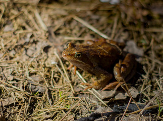 Little frog sunlit on dry grass