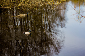 two ducks swimming in a river
