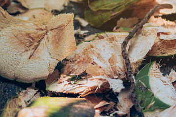 Close up to Coconut peel on the table after being peeled to make coconut juice.