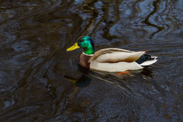 duck floating in a river