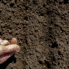 Planting seeds in the ground. Planting seeds in the ground beds. Man plants the crop.