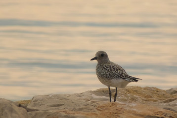 Pivieressa (Pluvialis squatarola),ritratto su scogliera del mare