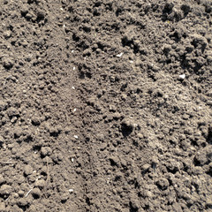 Planting seeds in the ground. Planting seeds in the ground beds. Man plants the crop.