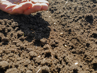 Planting seeds in the ground. Planting seeds in the ground beds. Man plants the crop.