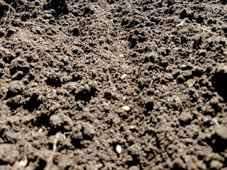 Planting seeds in the ground. Planting seeds in the ground beds. Man plants the crop.