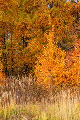Fototapeta premium Autumn tree in nature. Golden autumn tree. Autumn tree in autumn nature scene - Immagine.