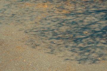 The shadow of the tree branches that ืno leaves in the summer of Thailand on the road floor at the parking car.