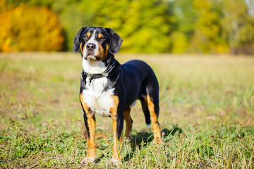 Swiss dog entlebucher Swiss outdoors.