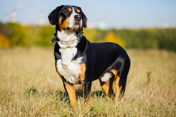 Swiss dog entlebucher Swiss outdoors.