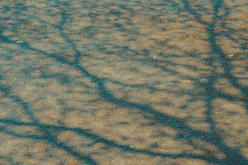 The shadow of the tree branches that ืno leaves in the summer of Thailand on the road floor at the parking car.