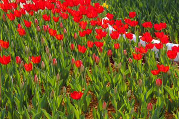 Field Of Red Tulips. Red Tulips Background. Beautiful Nature Background. Colorful Meadow Of Flowers.