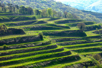 Kaiserstuhl_7946