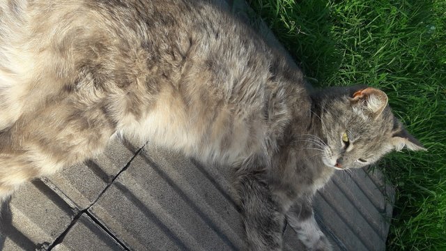 Un gato comodo disfrutando del dia