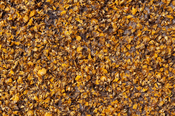 background of sunflower seeds