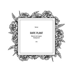 Hand drawn background with rape plant. Vintage vector sketch