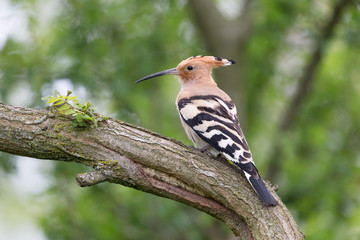 Un magnifico uccello, l'Upupa (Upupa epops)