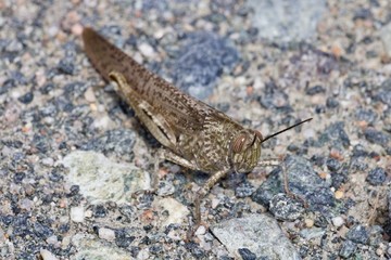 Macro de gafanhoto malhado em pavimento de pedras