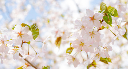 Obraz na płótnie Canvas Spring flowering of sakura. Background for a festive wedding greeting card and wedding invitation.