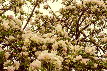 background of flowers and buds of apple tree.
