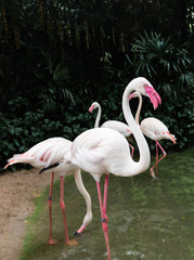 Flamingo bird  relaxing in the zoo with deep green background in low lighting.