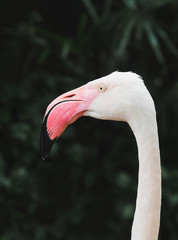 Flamingo bird head focus with deep green background.