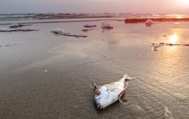 Death fish and plastic pollution environment.