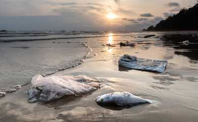 Death fish and plastic pollution environment.