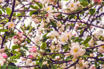 Fototapeta na wymiar background of flowers and buds of apple tree.