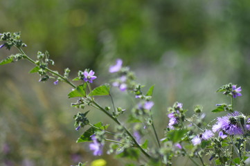 field of flowers