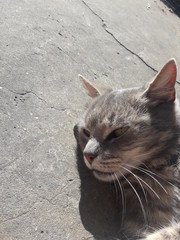 Un gato disfrutand del calor del dia