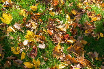Multi-colored foliage and green grass on a sunny autumn day in Upstate New York