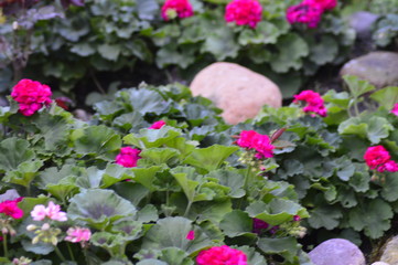 flowers in the garden