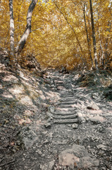  Wooden staircase on a forest path. Hiking trail in the big Crimean canyon, the Crimean peninsula, Krasnodar region, Russia