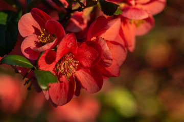 Hibiskusblüten © StG Stockfoto