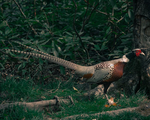 dinosaur in the forest