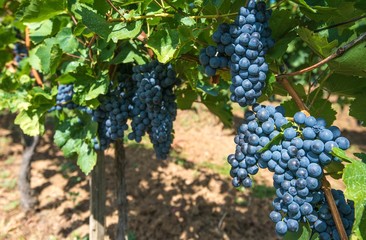 Fototapeta premium Summer Time Vineyard Grapes