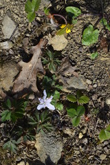 flowers in the garden